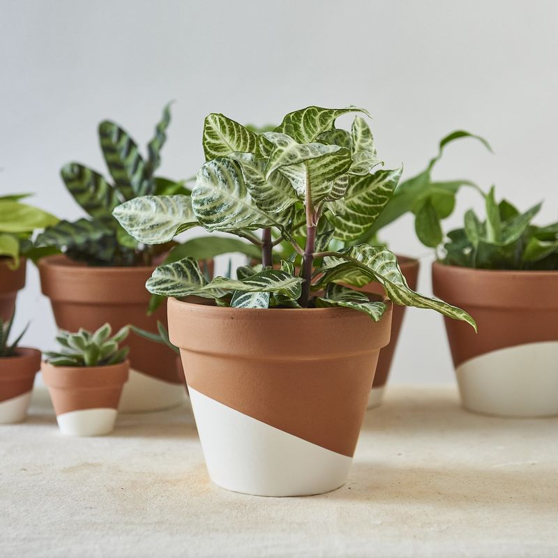 Whole-Home Houseplant Sets