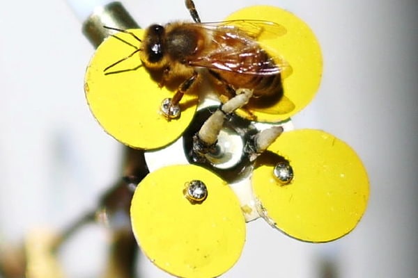 10 Aiding Bee Projects