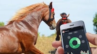 Equine-Tracking Wearables Image 2