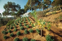 Landscape-Extending Organic Designs Image 6