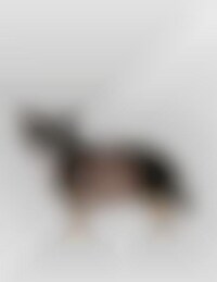 The Gucci Dog Backpack Image 1