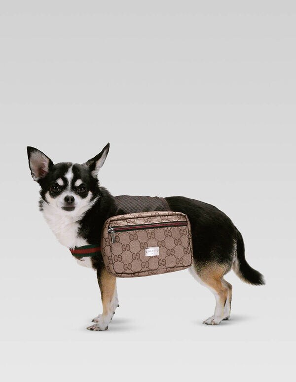 The Gucci Dog Backpack