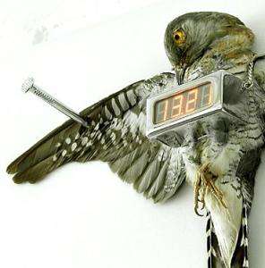 Cuckoo Clock by Michael Sans