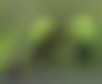 Streaker Love Story Image 1