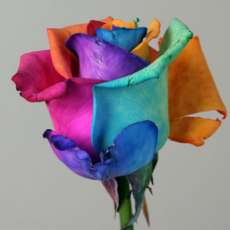 Rainbow Roses
