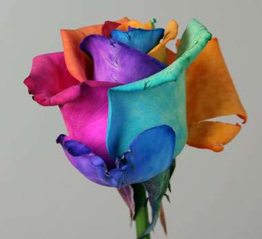 Rainbow Roses
