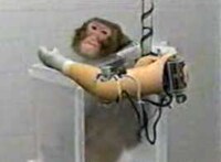 Robotic Arms For Monkeys