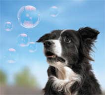 Fetch A Bubble