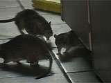 Rats At KFC-Taco Bell, NYC Wreak Havoc For Yum