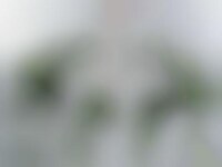Flowerpot Chandeliers Image 1