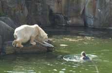 Swimming With Polar Bears