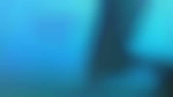Talking to Dolphins