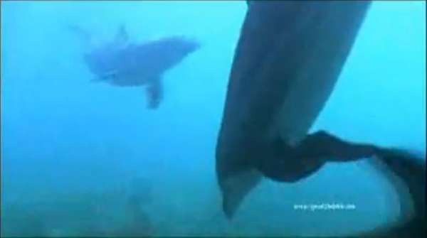 Talking to Dolphins