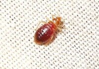 Blood-Sucking Infestations Image 2