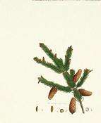 Inhaled Forestation Image 2