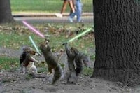 Jedi Police Image 5