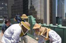 Urban Beekeeping
