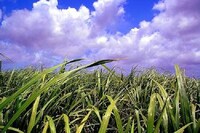 Sugarcane Ethanol Image 2