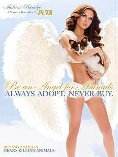 Animal Rights Angels