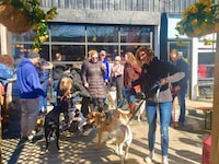 Pop-Up Puppy Bars Image 3