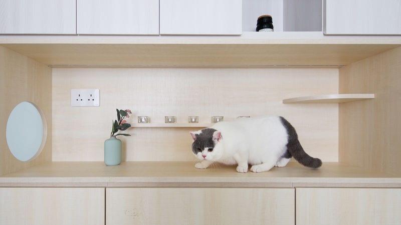 Pet-Friendly Modern Apartments