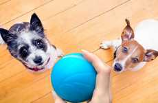 Smart App-Free Pet Toys