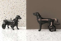 Canine Mobility Support Solutions Image 2