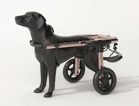 Canine Mobility Support Solutions Image 7