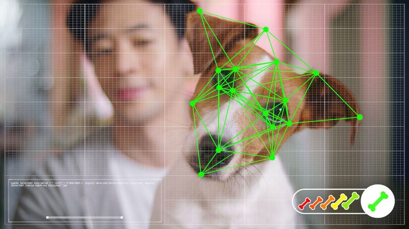 Pet-Powered Online Shops