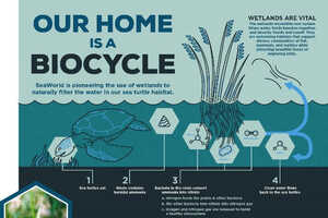 Self-Sustaining Wetland Habitats Article Thubnail