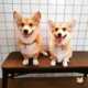 Dedicated Corgi Cafes Image 2