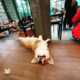 Dedicated Corgi Cafes Image 3