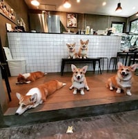 Dedicated Corgi Cafes Image 6