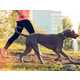Fitness-Tracking Canine Wearables Image 1
