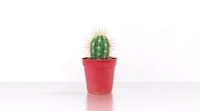 Cactus-Sharing Campaigns Image 5