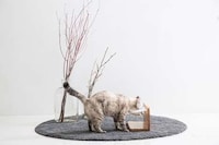 Elevated Feline Dining Sets Image 2