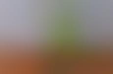 Edible Garnish Sprays