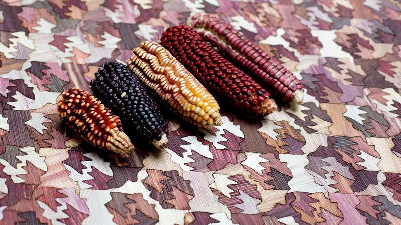 Corn-Based Marquetry Designs