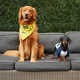 Canine Brand Ambassadors Image 4
