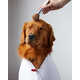 Canine Brand Ambassadors Image 5