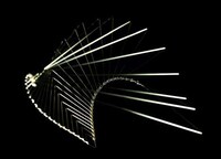 Fibonacci Sequence-Inspired Toys Image 4