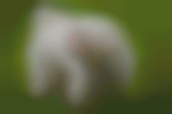 Smart Dog Park Apps