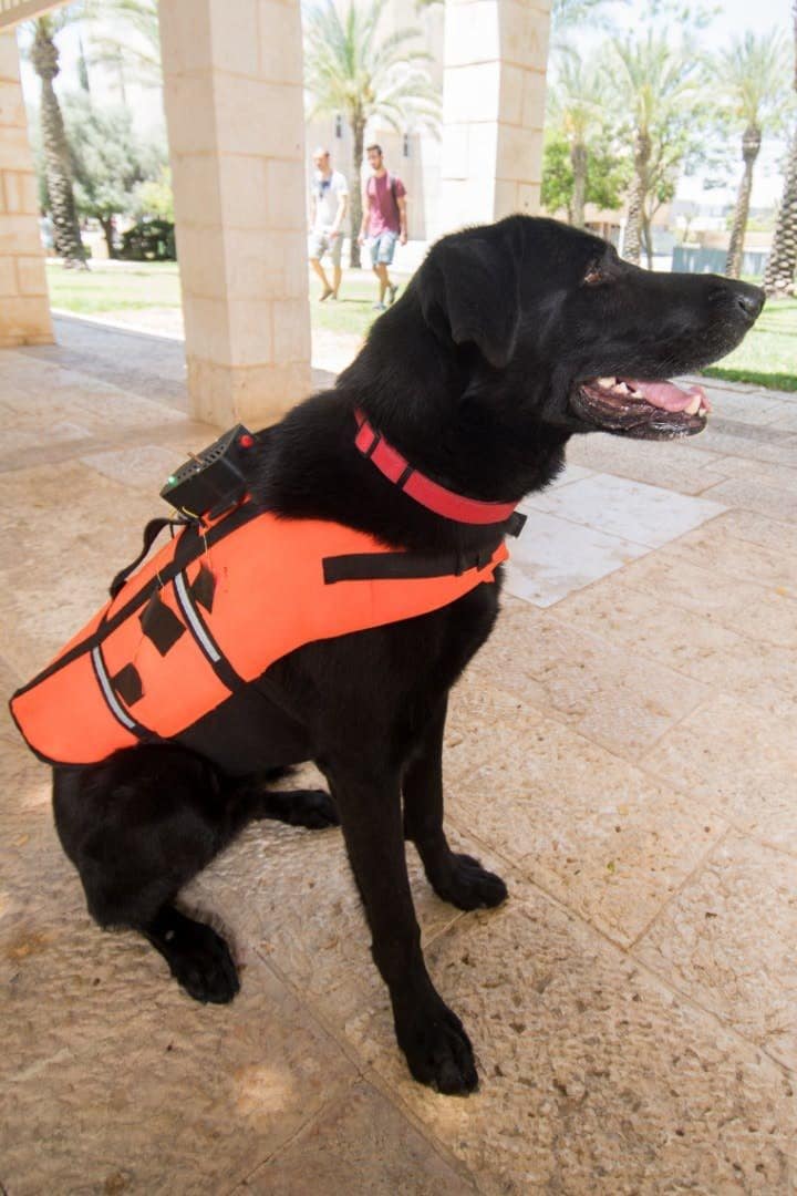 Vibrating Service Dog Vests