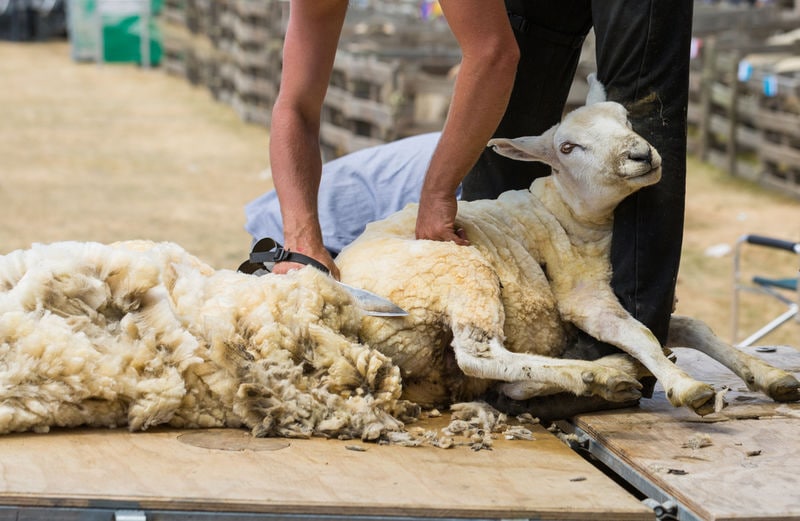 Luxury Vegan Knitwear
