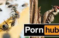 Bee-Friendly Adult Videos
