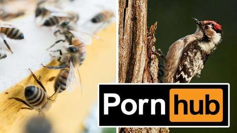 Bee-Friendly Adult Videos