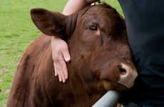 Cow-Cuddling Wellness Centers