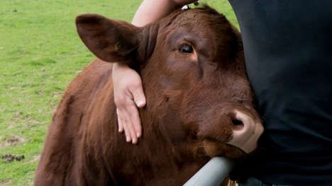 Cow-Cuddling Wellness Centers