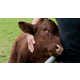 Cow-Cuddling Wellness Centers Image 1