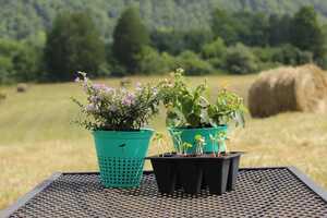 Biodegradable Flower Pots Article Thubnail